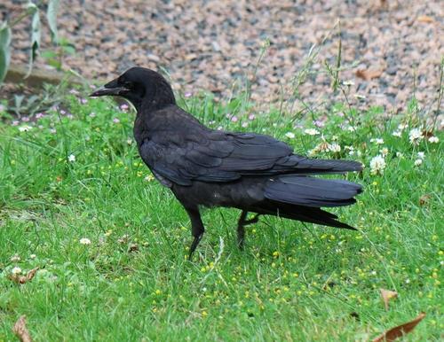 Saatkrähe (Jungvogel)