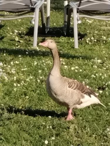 Graugans