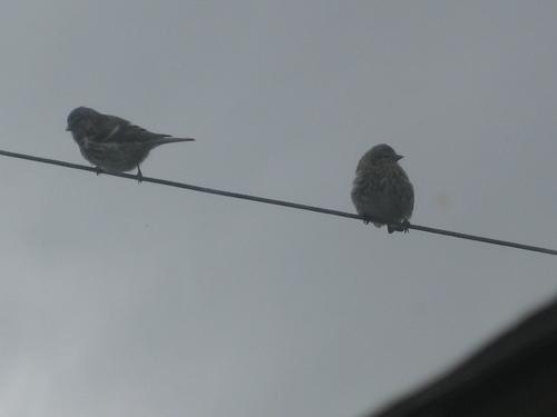 Birkenzeisig (Jungvogel)