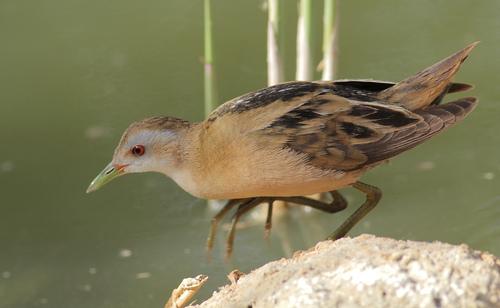 Kleinsumpfhuhn