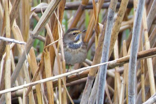 Blaukehlchen