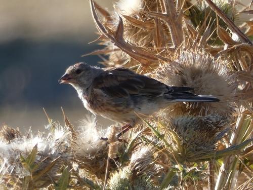 Bluthänfling (Jungvogel)