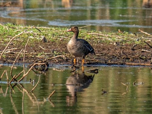 Zwerggans (Jungvogel)
