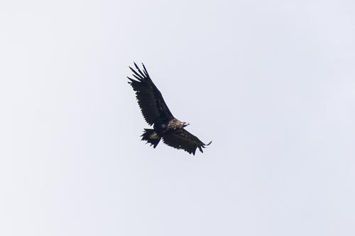 Mönchsgeier (Jungvogel)