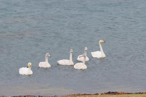 Singschwan