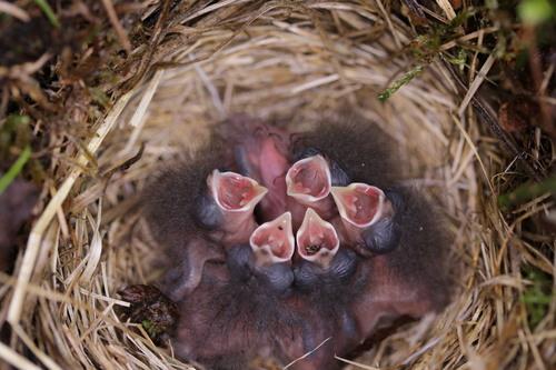 Zwergammer (Jungvogel)