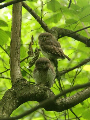 Sperlingskauz (Jungvogel)