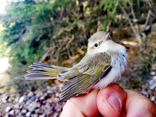 Berglaubsänger (Jungvogel)