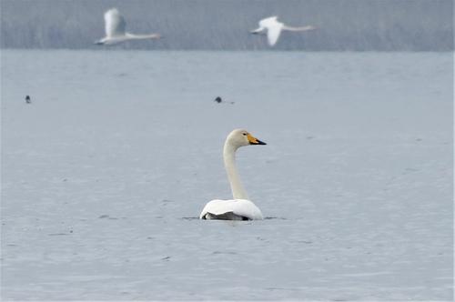 Singschwan
