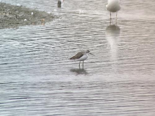 Teichwasserläufer (Jungvogel)