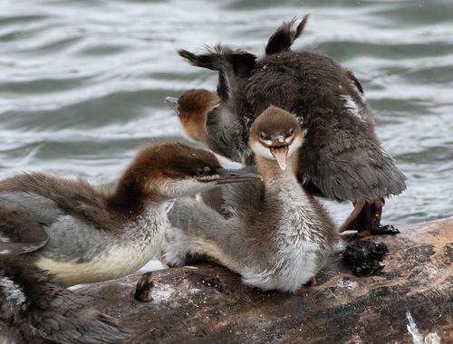 Gänsesäger (Jungvogel)