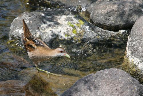 Kleinsumpfhuhn