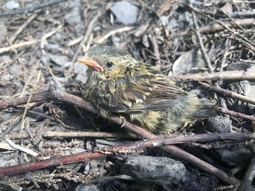 Heckenbraunelle (Jungvogel)