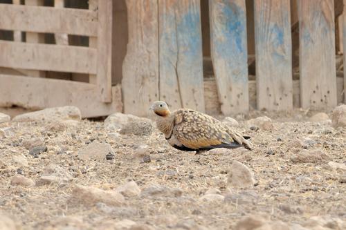 Sandflughuhn