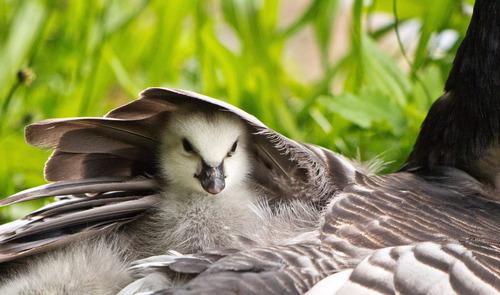 Weißwangengans (Jungvogel)