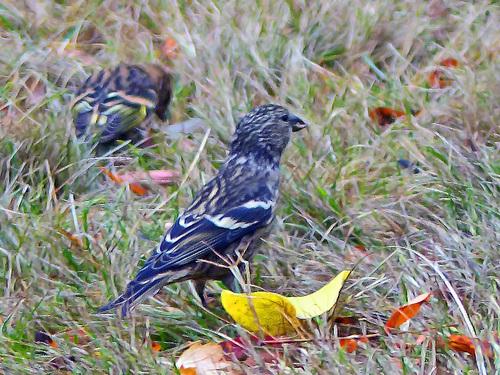 Bindenkreuzschnabel (Jungvogel)