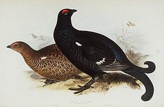 Birkhuhn
