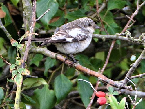 Maskenwürger (Jungvogel)