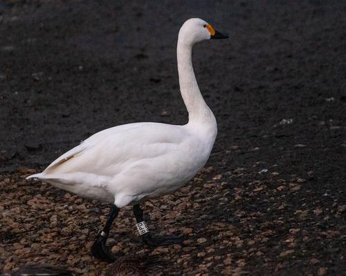 Zwergschwan