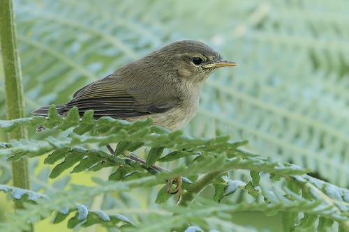 Kanarenzilpzalp (Jungvogel)