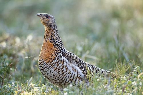 Auerhuhn