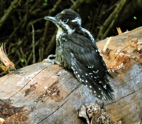 Dreizehenspecht (Jungvogel)