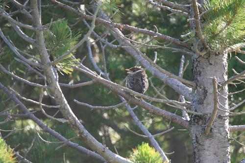 Ringdrossel (Jungvogel)