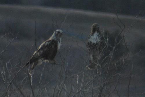 Raufußbussard