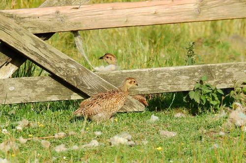 Birkhuhn (Jungvogel)