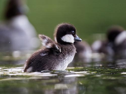 Schellente (Jungvogel)