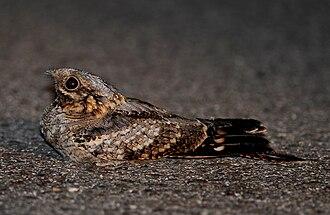 Rothals-Nachtschwalbe