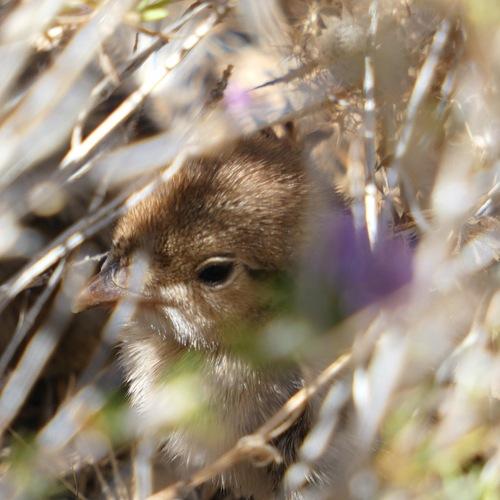Rothuhn (Jungvogel)