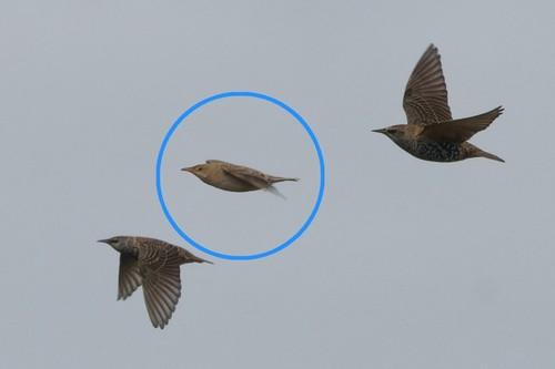 Rosenstar (Jungvogel)