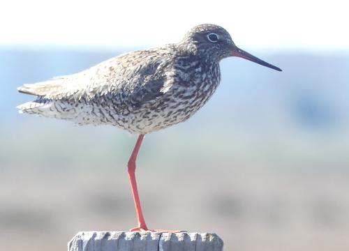 Rotschenkel