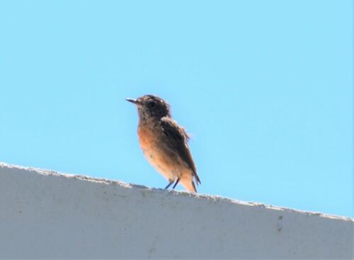 Schwarzkehlchen (Jungvogel)
