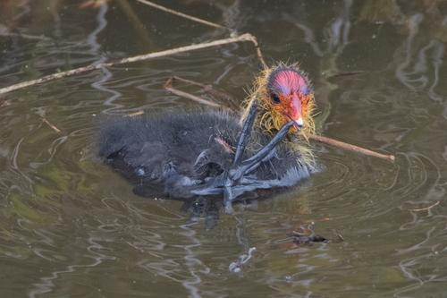 Bläßhuhn (Jungvogel)