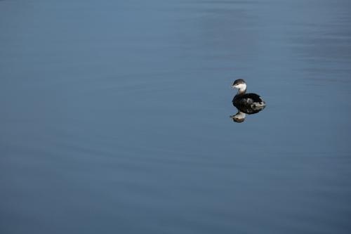 Ohrentaucher (Jungvogel)