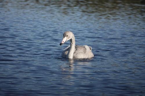 Singschwan (Jungvogel)