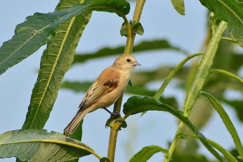 Beutelmeise (Jungvogel)