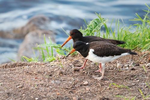 Austernfischer (Jungvogel)