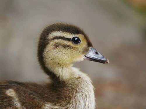 Mandarinente (Jungvogel)