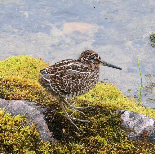 Bekassine (Jungvogel)