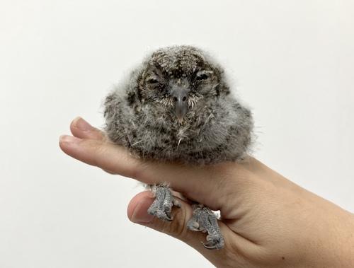 Zwergohreule (Jungvogel)