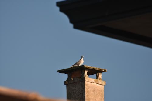 Türkentaube (Jungvogel)