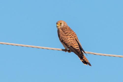 Rötelfalke