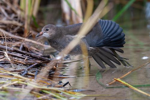 Teichhuhn (Jungvogel)