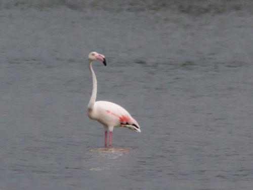 Rosaflamingo