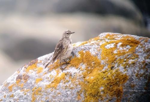 Strandpieper (Jungvogel)