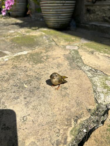 Wintergoldhähnchen (Jungvogel)