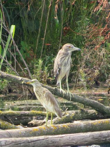 Rallenreiher (Jungvogel)